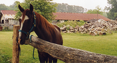 whitestar